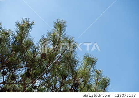 Pine tree branch with sky on the background Pine tree branch with sky on the background 128079138