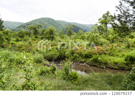 六月的乘鞍高原 128079157