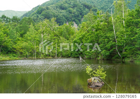 June at Norikura Highlands, Maimenoike Pond 128079165
