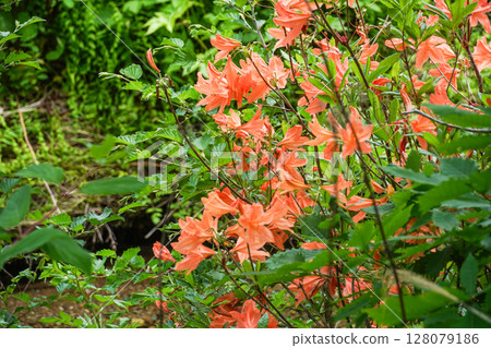 Norikura Highlands in June 128079186