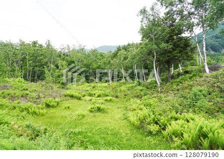 六月的乘鞍高原 128079190