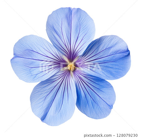 Blue Flax Flower 128079230