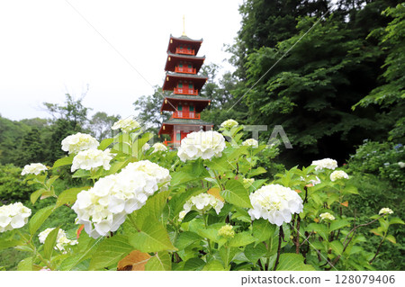 金剛寺的繡球花和五重塔（兵庫縣三木市） 128079406