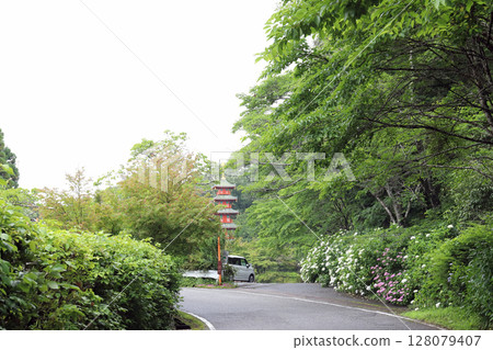 金剛寺的繡球花和五重塔（兵庫縣三木市） 128079407