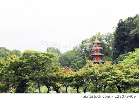 金剛寺的繡球花和五重塔（兵庫縣三木市） 128079409