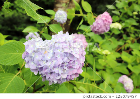 金剛寺的繡球花(兵庫縣三木市) 金剛寺的繡球花(兵庫縣三木市) 128079457