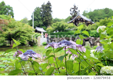 金剛寺的繡球花(兵庫縣三木市) 金剛寺的繡球花(兵庫縣三木市) 128079458