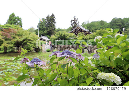 金剛寺的繡球花（兵庫縣三木市） 128079459