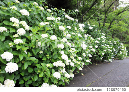 Hydrangeas at Kongoji Temple (Miki City, Hyogo Prefecture) Hydrangeas at Kongoji Temple (Miki City, Hyogo Prefecture) 128079460