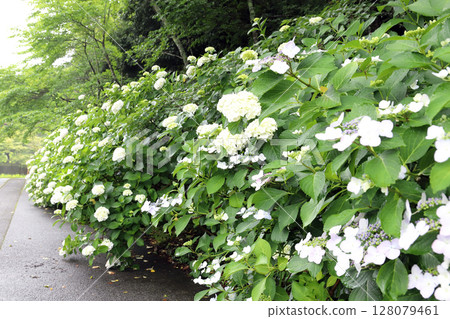 Hydrangeas at Kongoji Temple (Miki City, Hyogo Prefecture) Hydrangeas at Kongoji Temple (Miki City, Hyogo Prefecture) 128079461