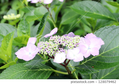 Hydrangeas at Kongoji Temple (Miki City, Hyogo Prefecture) Hydrangeas at Kongoji Temple (Miki City, Hyogo Prefecture) 128079462