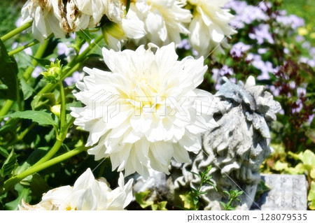 船橋安徒生公園的白色花朵 128079535