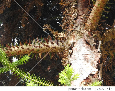 Chirimatsu 的分支（也稱為 Monkey Puzzle） 128079612