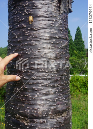 Bark of Chirimatsu (also known as Monkey Puzzle) Bark of Chirimatsu (also known as Monkey Puzzle) 128079684