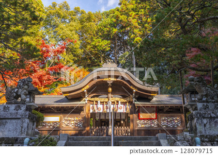 京都的秋天:被紅葉包圍的鷺森神社本殿 京都的秋天:被紅葉包圍的鷺森神社本殿 128079715