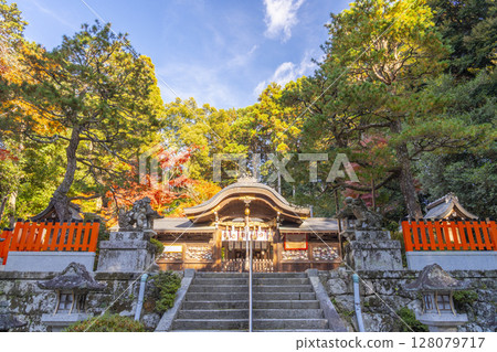 Autumn in Kyoto: The main hall of Sagimori Shrine surrounded by autumn leaves 128079717