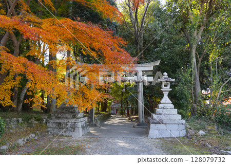京都的秋天:鷺森神社,北鳥居被秋葉包圍 京都的秋天:鷺森神社,北鳥居被秋葉包圍 128079732