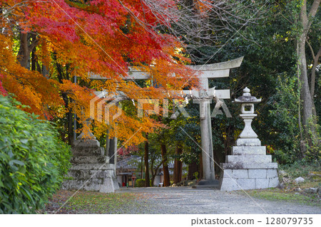 京都的秋天：鷺森神社，北鳥居被秋葉包圍 128079735