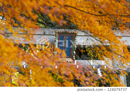 京都的秋天：鷺森神社，北鳥居被秋葉包圍 128079737