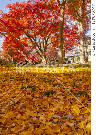 京都的秋天 - 鷺森神社 - 銀杏落葉隧道和鮮紅的秋葉 128079747