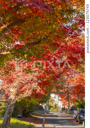 京都的秋天:鷺森神社-壯觀的紅葉隧道 京都的秋天:鷺森神社-壯觀的紅葉隧道 128079749