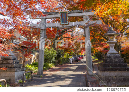 Autumn in Kyoto: Sagimori Shrine - A spectacular tunnel of autumn leaves Autumn in Kyoto: Sagimori Shrine - A spectacular tunnel of autumn leaves 128079755