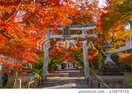Autumn in Kyoto: Sagimori Shrine - A spectacular tunnel of autumn leaves 128079758