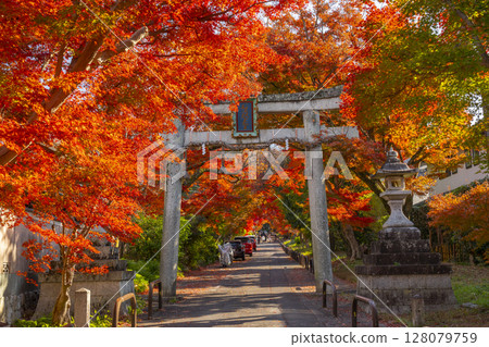 Autumn in Kyoto: Sagimori Shrine - A spectacular tunnel of autumn leaves Autumn in Kyoto: Sagimori Shrine - A spectacular tunnel of autumn leaves 128079759