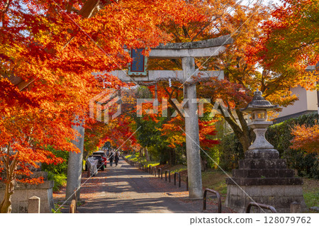 Autumn in Kyoto: Sagimori Shrine - A spectacular tunnel of autumn leaves 128079762