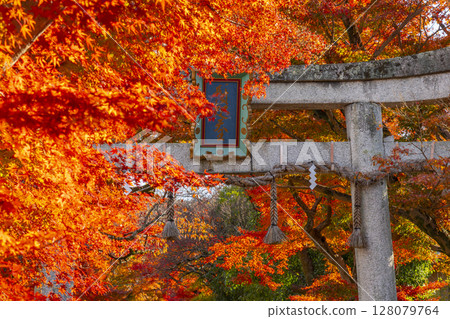 Autumn in Kyoto: Sagimori Shrine - A spectacular tunnel of autumn leaves Autumn in Kyoto: Sagimori Shrine - A spectacular tunnel of autumn leaves 128079764