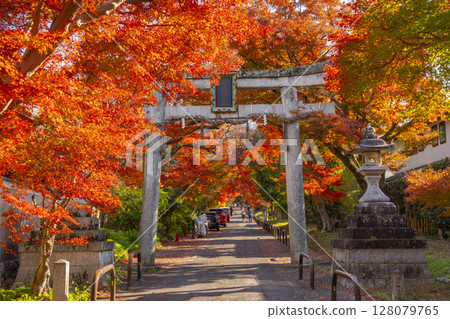 Autumn in Kyoto: Sagimori Shrine - A spectacular tunnel of autumn leaves 128079765
