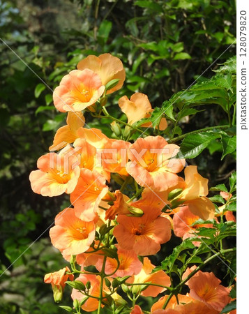 ``Chinese trumpet vine'' in full bloom 128079820
