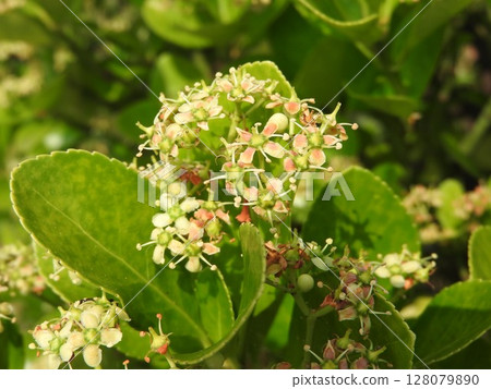 Flowers of the Euonymus japonicus, which are often used as hedges and roadside trees 128079890