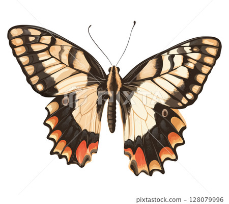 Butterfly Illustration 128079996