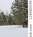 winter forest 128080599