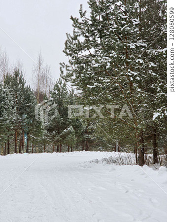 winter forest 128080599