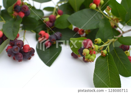 Colorful Juneberry fruit Colorful Juneberry fruit 128080711