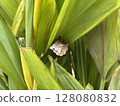 The nest of Ashana-nagi 128080832