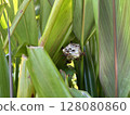 The nest of Ashana-nagi 128080860
