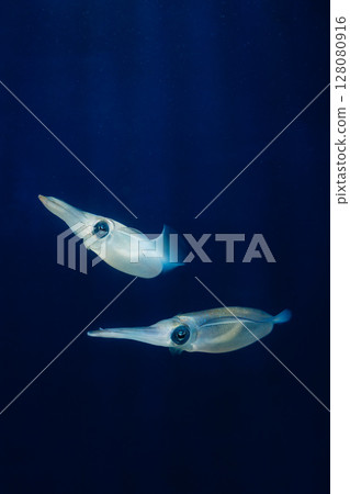 Squid swimming 128080916