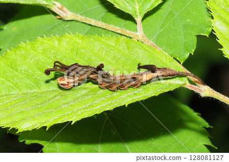 Larva of Turmeric 128081127
