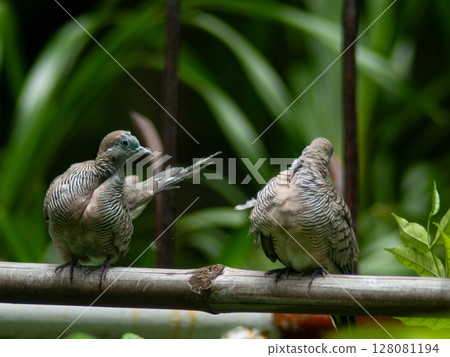 Wild Zebra Dove or Barred Doves cleaning itself on a green fence. 128081194