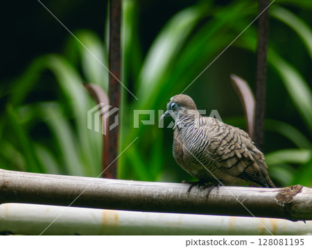 Wild Zebra Dove or Barred Doves cleaning itself on a green fence. Wild Zebra Dove or Barred Doves cleaning itself on a green fence. 128081195