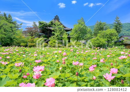 信濃國分寺的蓮花 128081412