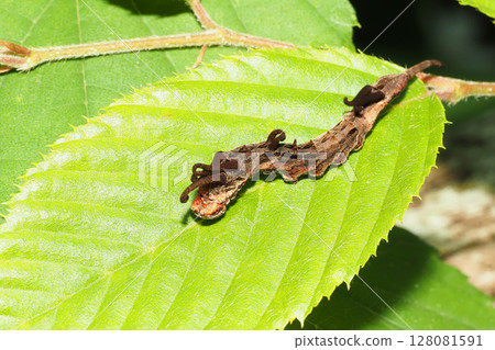 Larva of Turmeric 128081591