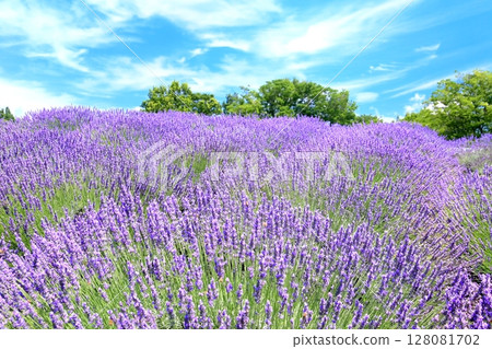 Lavender at Shinshu International Music Village 128081702