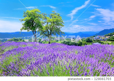Lavender at Shinshu International Music Village 128081703
