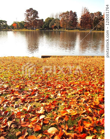 Waterside scenery of Misato Park in late autumn with fallen cherry blossom leaves 128081764