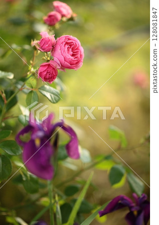 野生鳶尾花後盛開的粉紅玫瑰 野生鳶尾花後盛開的粉紅玫瑰 128081847