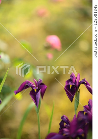 Nohana shabu flower 128081848